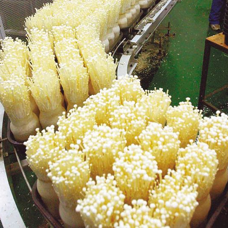 金针菇输送线如何提高生产效率？